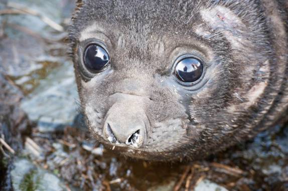 Com seus enormes olhos, um filhote de elefante-marinho em Prion Island, na Geórgia do Sul (foto de Vladimir Seliverstov)